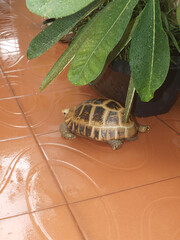 The turtle / tortoise hiding from the rain under the leaves of a tree / bush in a summer garden. Conceptual image of reptile / animal /pet. Rainy season, wet weather. Cute pet at the tiled road. Asian