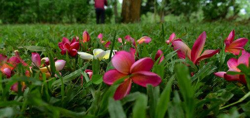 adventure in nature and flowers