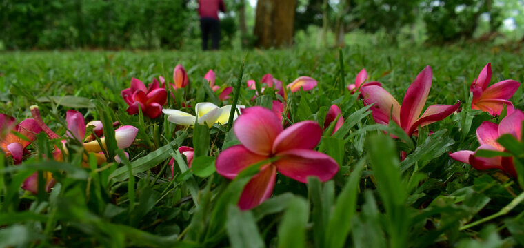 adventure in nature and flowers