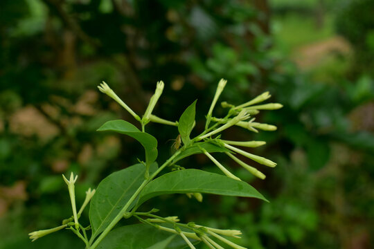 adventure in nature and flowers
