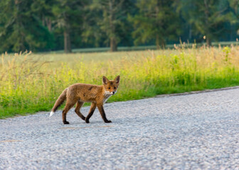 a small wasp on the road, blurred background and blurred foreground