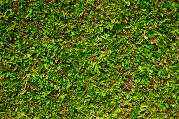 Green grass texture for background.
