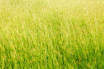 Grass in the meadow on nature background.