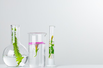 Plants in laboratory glassware. Skincare products and drugs chemical researches concept