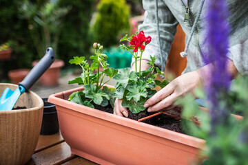 Woman planting geranium flowers into flowerpot on wooden table. Gardening at spring