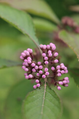 Callicarpa bodinieri branch with many purple blossoms . Purple flower of Beautyberry on bush