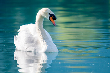 close up of a swan on turquoise colored Lake Brienz in Iseltwald