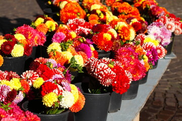 Bunt blühende Dahlien in Blumentöpfen auf einem Blumenmarkt, Deutschland