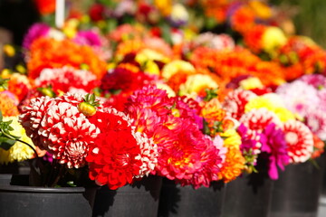 Bunt blühende Dahlien in Blumentöpfen auf einem Blumenmarkt, Deutschland
