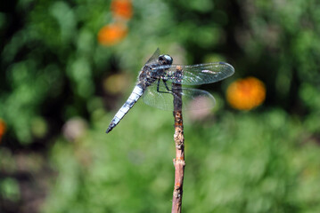 Emperor dragonfly or blue emperor (Anax imperator) male sitting on dry twigs, green grass soft bokeh background