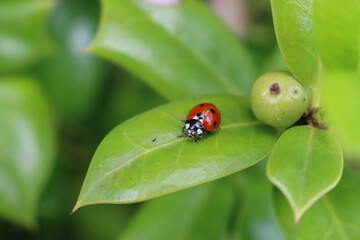 Ladybird on a green leaf. Harmonia axyridis, most commonly known as the harlequin on green leaves of Holly bush in the garden