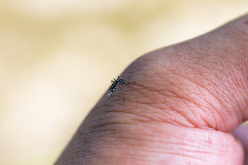 Aedes mosquitoes carrying dengue fever, malaria
