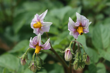 Flowering potato plant in the field. White flowers of Solanum tuberosum 
