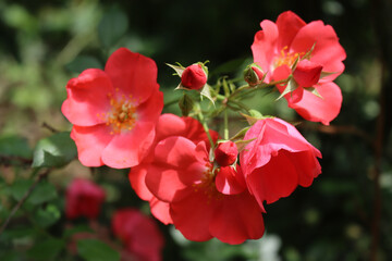 Close-up of red little roses on branch on a sunny day against dark background