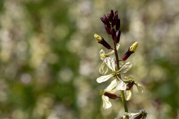 Fototapeta na wymiar Arugula flower. Eruca lativa plant. Rucola blossom. Farmland arugula.