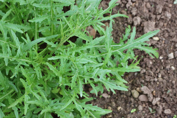 Close-up of fresh roquette or rucola or wild rocket (type of lettuce) growing in the vegetable...