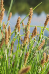flowering plants on the lake