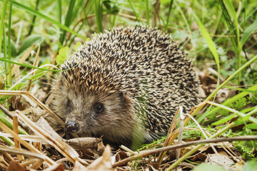 cute hedgehog in the grass