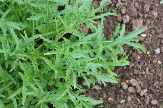 Close-up of fresh roquette or rucola or wild rocket (type of lettuce) growing in the vegetable garden