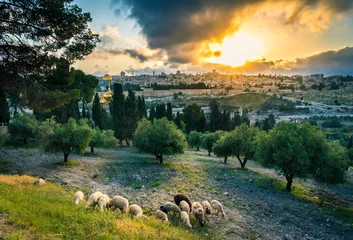 Selbstklebende Fototapeten Dramatischer Blick auf den Sonnenuntergang auf die Wahrzeichen der Altstadt von Jerusalem: Felsendom, Golden Gate und die russische Kirche Maria Magdalena, mit Schafen, die in einem Olivenhain auf dem Ölberg weiden © John Theodor