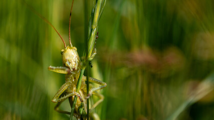 Large green grasshopper in macro