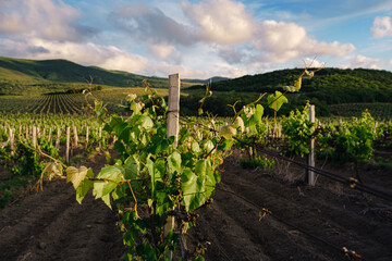 Fototapeta na wymiar green spring vine yards landscape in cloudy weather