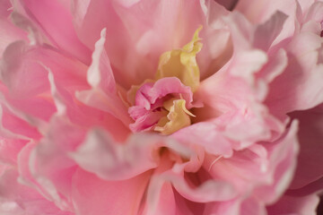 Blooming peony on a black background