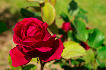 Wild beautiful red rose closeup