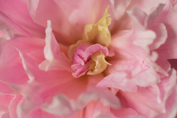 Blooming peony on a black background