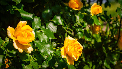 Wild beautiful yellow rose closeup