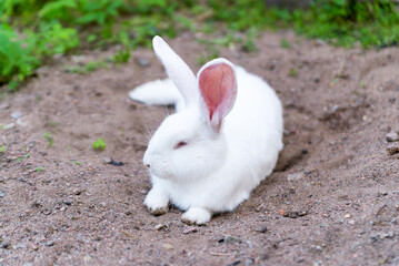 white rabbit in the garden