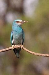 European roller with the last lights of day