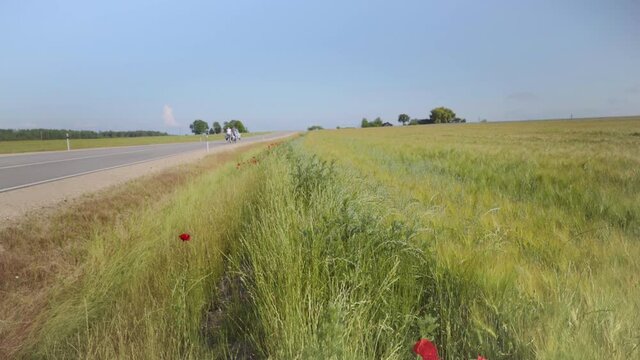 Winding asphalt road in Latvia. Two cyclists and a vintage car ride along the road. Along the edges sown fields of argo with cereals to the horizon. Red poppies on the sidelines. Baltic state