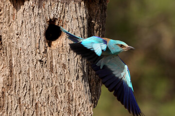 European roller adult male flying with the last lights of the evening