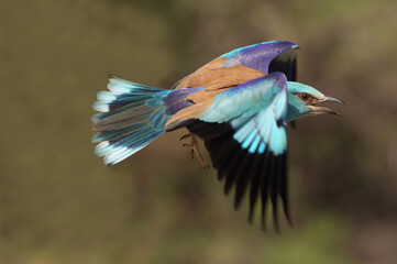 European roller flying  with the last lights of the evening