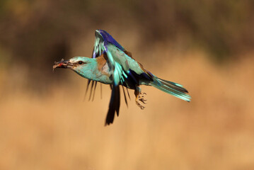 European roller flying  with the last lights of the evening