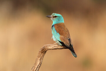 European roller with the last lights of day