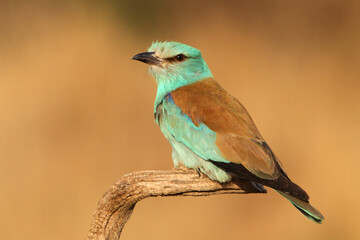 Fototapeta premium European roller with the last lights of day