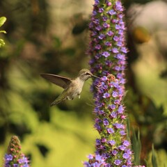 hummingbird in flight