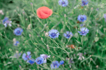 Beautiful flowers that grow in the field and only in summer