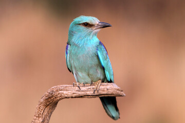 European roller with the last lights of day