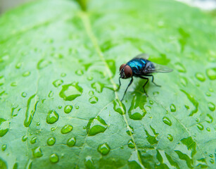 a colorful fly on a leaf close-up in the morning.