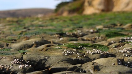 rocks with algae 
