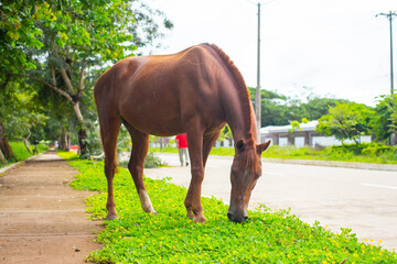 Animals on Colombia.