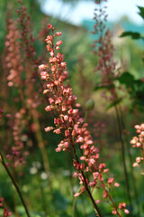 Pinkish-red flowers of Heuchera hybrida (alumroot or coral bell) in the garden