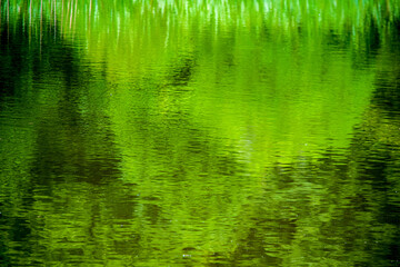 湖面に映った緑の印象