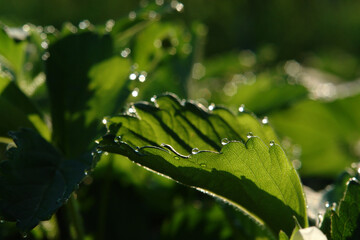 Dew drops on a strawberry leaf in the morning sunlight