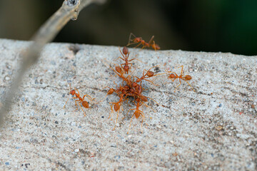Red ants eating a carcasses on concrete road.
