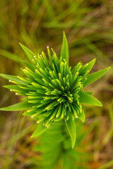 Green plants in the tropical rain forest of Colombia.