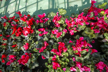 Fototapeta na wymiar Cyclamen flower in garden, green house. Izmir / Turkey